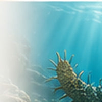 Sea cucumber peptides